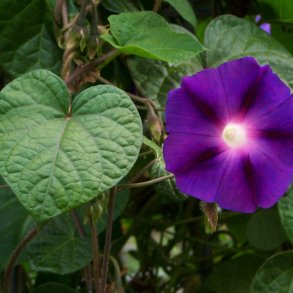 Pragtsnerle <br>'Grandpa Ott' <br><i>Ipomoea purpurea </i>