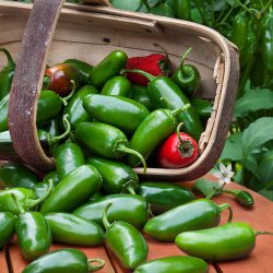 Chili <br>'Jalapeo'<br><i>Capsicum annuum</i>