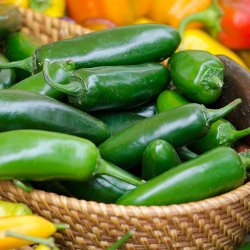 Chili <br>'Jalapeo'<br><i>Capsicum annuum</i>