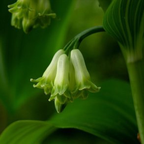 Storkonval <br><i>Polygonatum multiflorum </i><br><br>