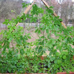 Teranke, Sd <br>Jiaogulan <br><i>Gynostemma pentaphyllum</i>