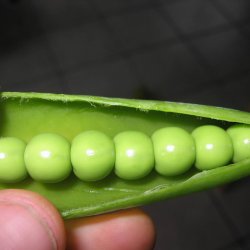 rt 'Mix' <br><i>Pisum sativum var. sativum/macrocarpon</i> 