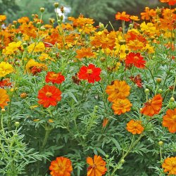 Kosmos, Svovlgul <br>'Bright Lights'<br> <i>Cosmos sulphureus </i>
