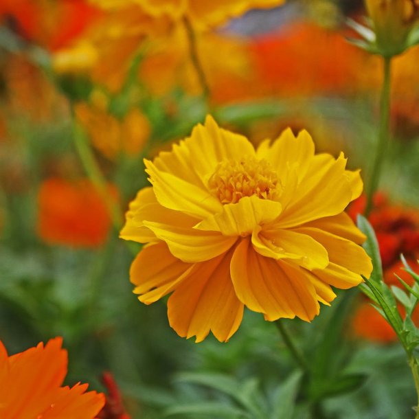 Kosmos, Svovlgul <br>'Bright Lights'<br> <i>Cosmos sulphureus </i>