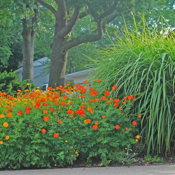 Kosmos, Svovlgul <br>'Bright Lights'<br> <i>Cosmos sulphureus </i>