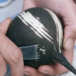 Rddike <br>'Round Black' <br><i>Raphanus sativus</i>