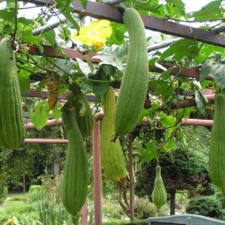 Luffa, loofah <br><i>Luffa aegyptiaca/ Luffa cylindrica</i>
