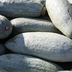 Grskar <br>'Guatemalan Blue Banana' <br><i>Cucurbita maxima</i>