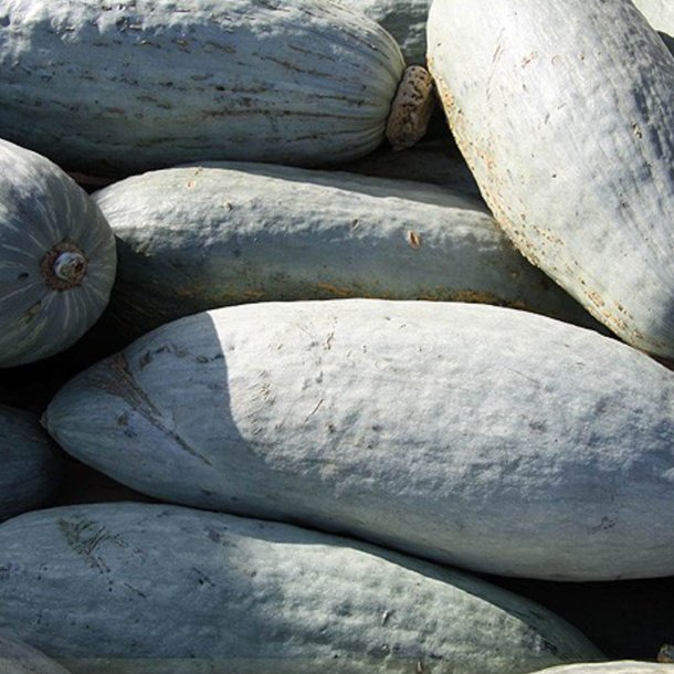 Grskar <br>'Guatemalan Blue Banana' <br><i>Cucurbita maxima</i>