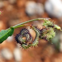 Skorpionsurt <br><i>Scorpiurus muricatus</i><br><br>