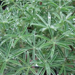 Lupin, <br>Tr�- <br><i>Lupinus arboreus</i>