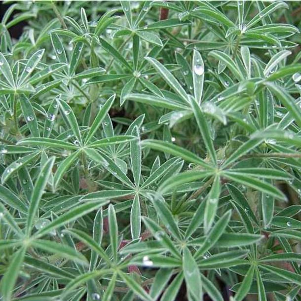 Lupin, <br>Tr�- <br><i>Lupinus arboreus</i>