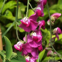 Lathyrus, Staude-, <br>'Pink' <br><i>Lathyrus latifolius </i>
