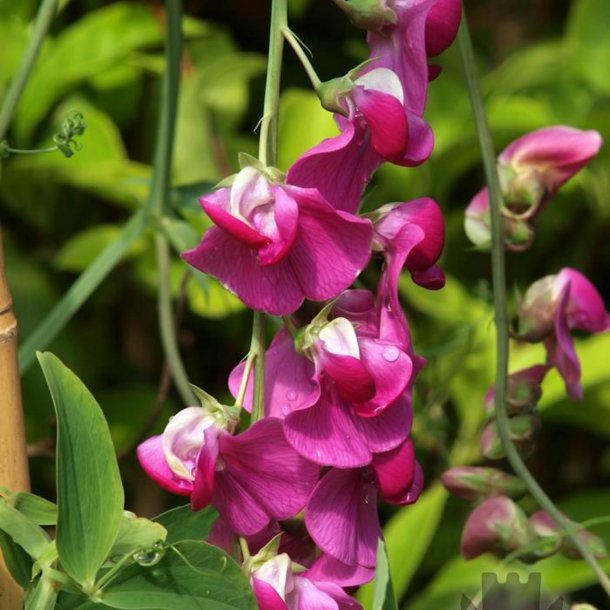Lathyrus, Staude-, <br>'Pearl Mixed' <br><i>Lathyrus latifolius </i>