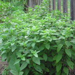Basilikum, <br>Citron- <br><i>Ocimum basilicum</i>
