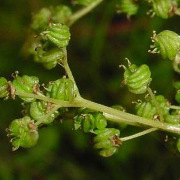 Mjdurt <br><i>Filipendula ulmaria</i><br><br>