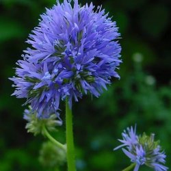 Blhoved <br><i>Gilia capitata</i><br><br>