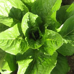 Salat, Romaine- <br>'Lobjoits Green'<br><i>Lactuca sativa L. <br>var. longifolia</i>
