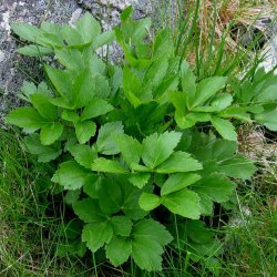 Skotsk lostilk <br><i>Ligusticum scoticum</i><br><br>