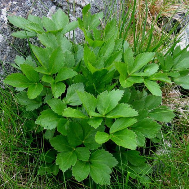 Skotsk lostilk <br><i>Ligusticum scoticum</i><br><br>