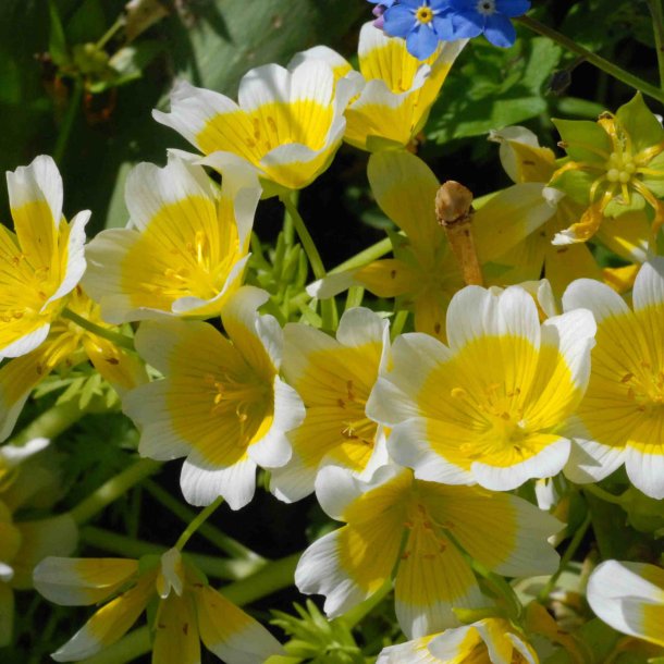 Spejlg <br><i>Limnanthes douglasii</i>