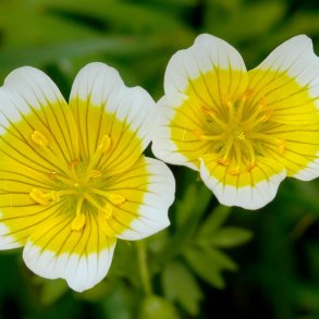 Spejlg <br><i>Limnanthes douglasii</i>