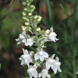 Torskemund, Purpur- <br>'Mix' <br><i>Linaria purpurea</i>