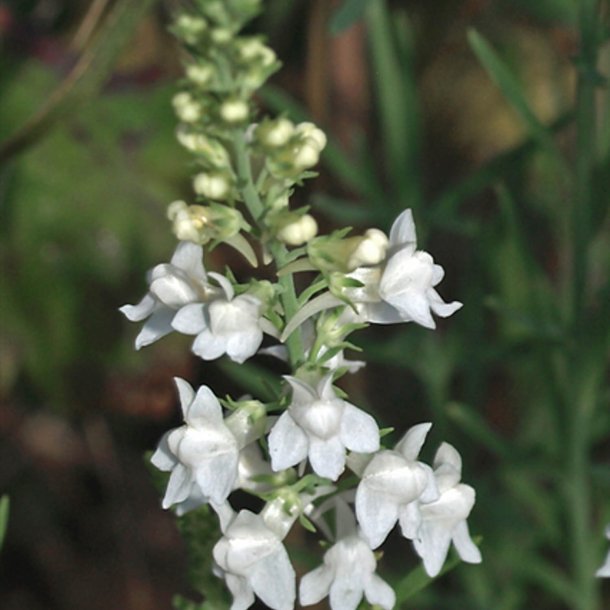Torskemund, Purpur- <br>'Mix' <br><i>Linaria purpurea</i>
