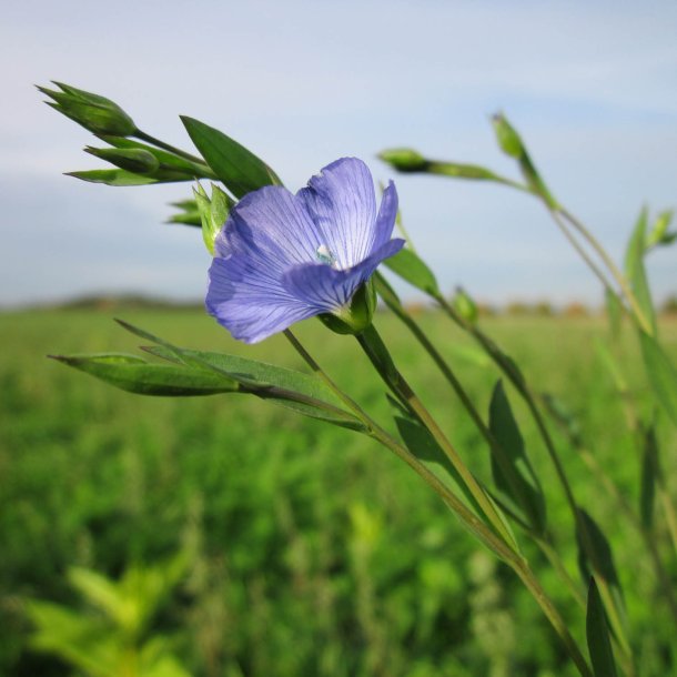 Hr, <br>Almindelig <br><i>Linum usitatissimum </i>