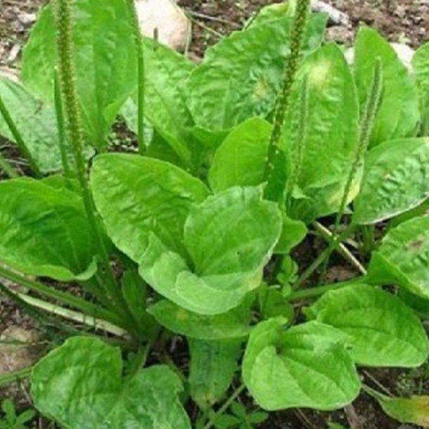Vejbred, Glat - <br>Bredbladet<br><i>Plantago major</i> 