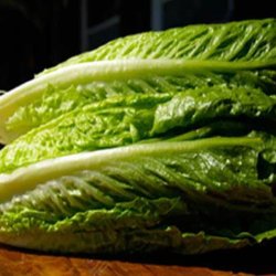 Salat, Romaine- <br>'Lobjoits Green'<br><i>Lactuca sativa L. <br>var. longifolia</i>