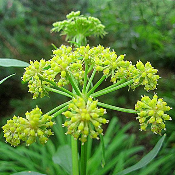 Lvstikke <br><i>Levisticum officinalis </i><br><br>