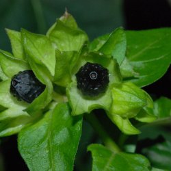 Vidunderblomst <br>'Alba' <br><i>Mirabilis jalapa</i>
