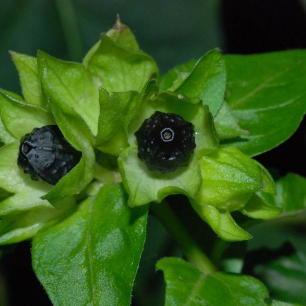 Vidunderblomst <br>'Alba' <br><i>Mirabilis jalapa</i>