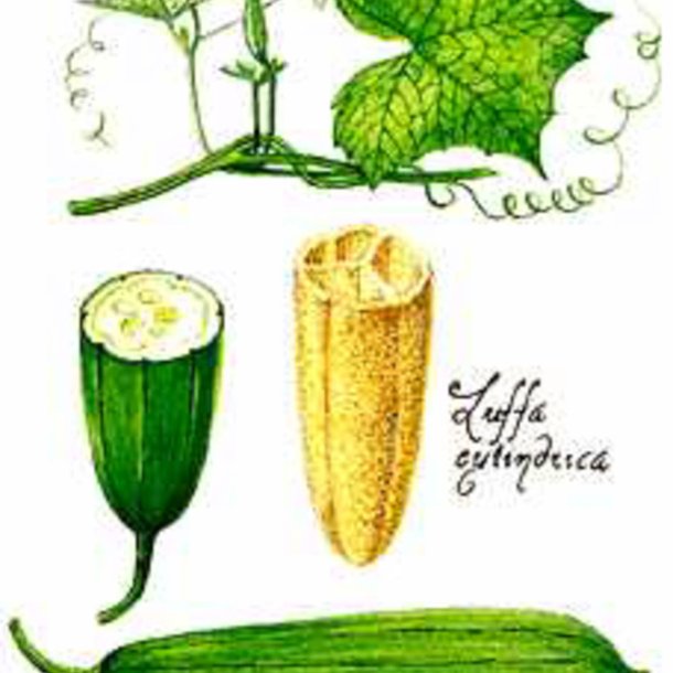 Luffa, loofah <br><i>Luffa aegyptiaca/ Luffa cylindrica</i>