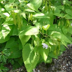 Mneskulpe, <br>Vedvarende <br><i>Lunaria rediviva </i>