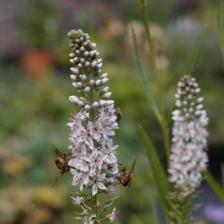 Fredls, Slv-, <br>Pilebladet <br><i>Lysimachia ephemerum</i>