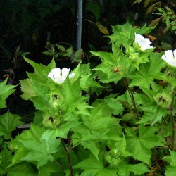 Kitaibelia, <br>Balkanmalva <i>Kitaibelia vitifolia</i>
