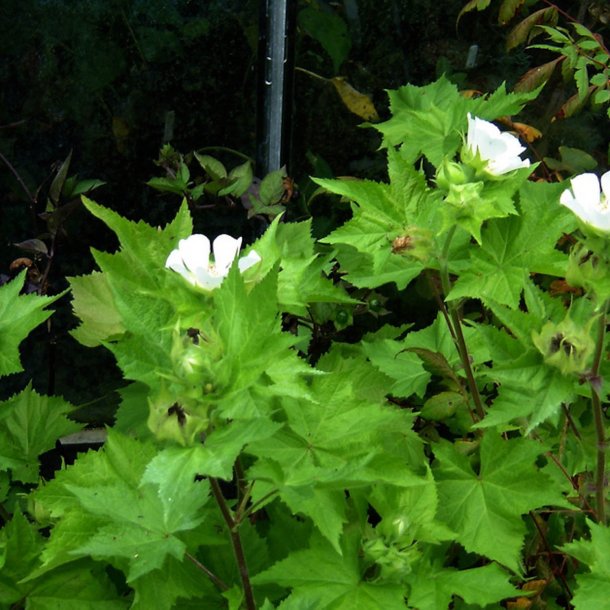 Kitaibelia, <br>Balkanmalva <i>Kitaibelia vitifolia</i>
