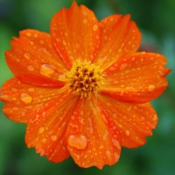 Kosmos, Svovlgul <br>'Bright Lights'<br> <i>Cosmos sulphureus </i>
