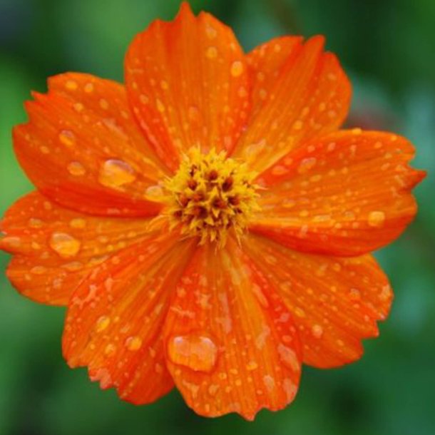 Kosmos, Svovlgul <br>'Bright Lights'<br> <i>Cosmos sulphureus </i>