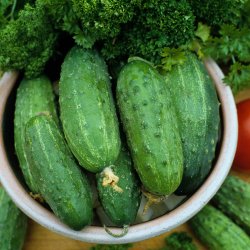 Agurk <br>'Marketmore 76' <br><i>Cucumis sativus</i>
