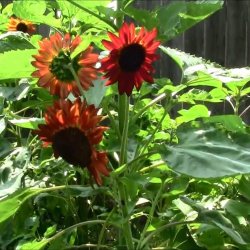 Solsikke <br>'Velvet Queen' <br><i>Helianthus annuus</i>