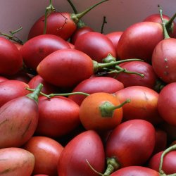 Trtomat, <br>Tamarillo <br><i>Cyphomandra crassicaulis <br>(syn. C. betacea)</i>