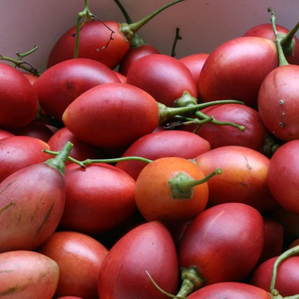 Trtomat, <br>Tamarillo <br><i>Cyphomandra crassicaulis <br>(syn. C. betacea)</i>