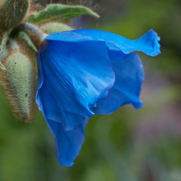 Valmues�ster, <br>Tibets bl� valmue<br><i>Meconopsis betonicifolia</i>