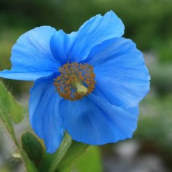 Valmues�ster, <br>Tibets bl� valmue<br><i>Meconopsis betonicifolia</i>