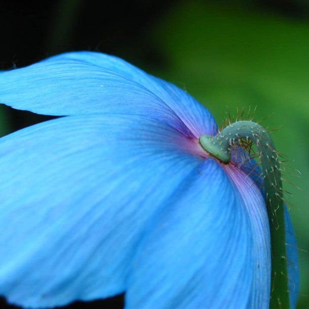 Valmues�ster, <br>Tibets bl� valmue<br><i>Meconopsis betonicifolia</i>