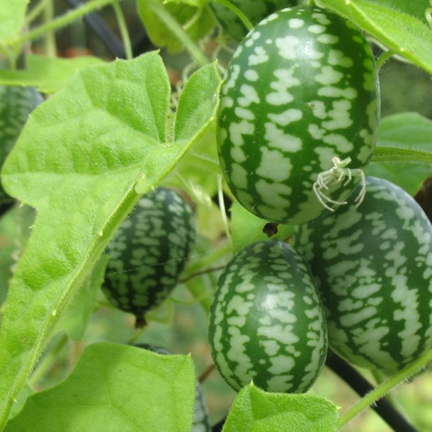 Agurk, <br>Jungle- <br><i>Melothria scabra</i>