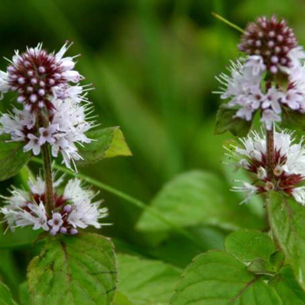 Mynte, <br>Vand- <br><i>Mentha aquatica </i>